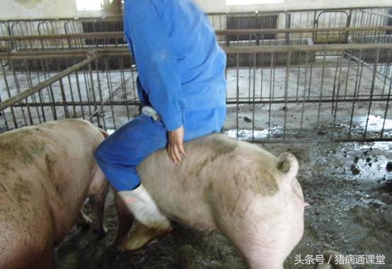 正是因为这些原因，才导致母猪不能一次“性”怀孕！