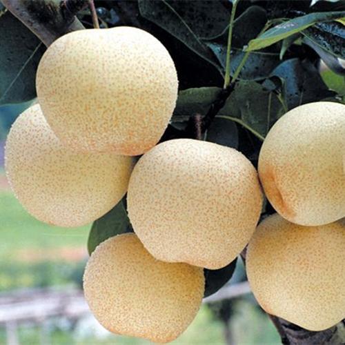 养生美食攻略吃货必备,养生美食推荐