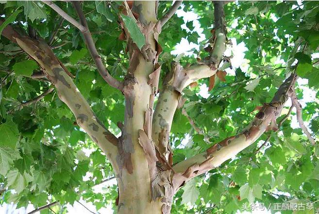 制作古琴的梧桐与泡桐的区别,古琴梧桐木和泡桐和杉木哪个好