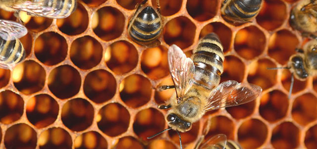 蜂胶是健脾胃补气血吗,蜂胶是保健品能治病吗