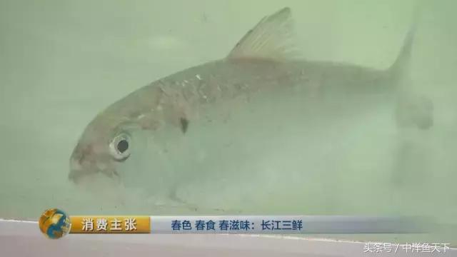 鲥鱼和刀鱼的鲜美,刀鱼鲥鱼河豚被称为长江三鲜