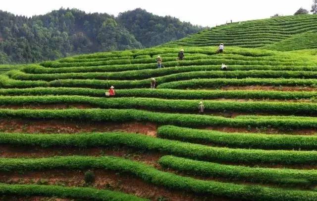 婺源绿茶,婺源绿茶千元以上啥茶