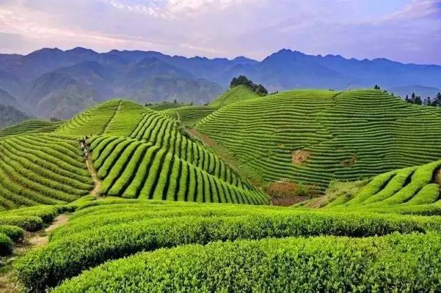 婺源县绿茶,婺源绿茶老字号