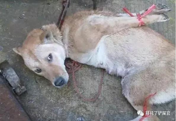 日本土狗为什么那么可爱,日本土狗是柴犬还是秋田犬