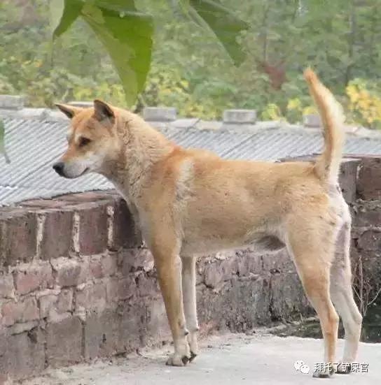 日本土狗为什么那么可爱,日本土狗是柴犬还是秋田犬