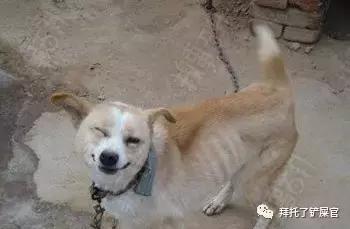 日本土狗为什么那么可爱,日本土狗是柴犬还是秋田犬