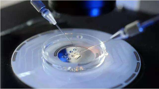 单身女性冻卵事件,单身女性冻卵违法吗