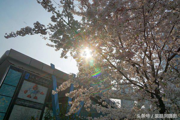 上海看樱花公园,上海看樱花去同济大学