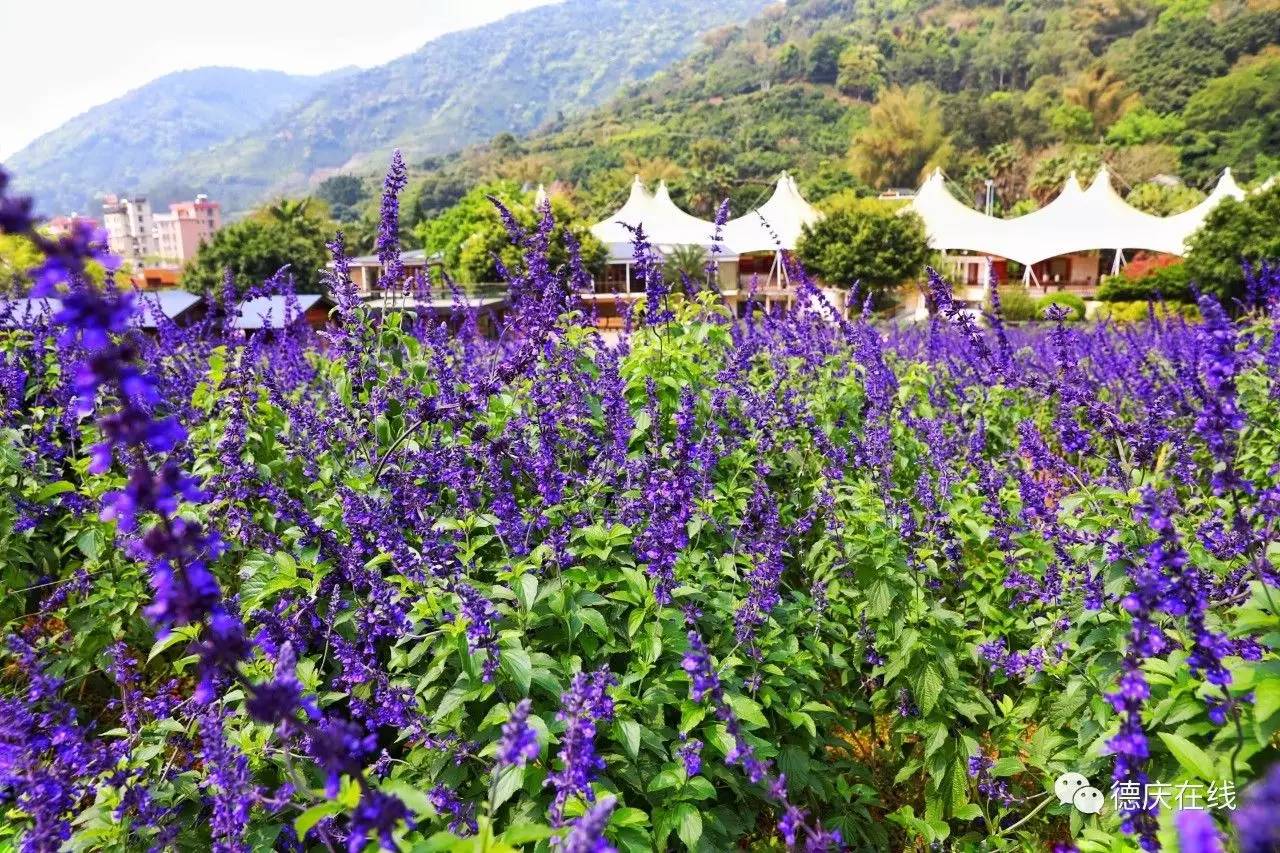 不用去罗平也可以看油菜花,不用去日本也能看的樱花海