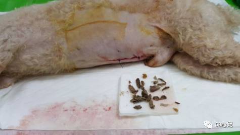 新手养狗把狗养死了好吗,第一次养狗把狗狗养死了