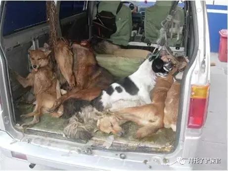 日本土狗为什么那么可爱,日本土狗是柴犬还是秋田犬