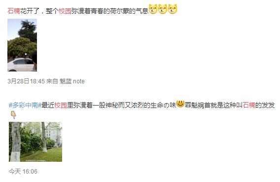 武汉大学新晋校花！不可描述的花香