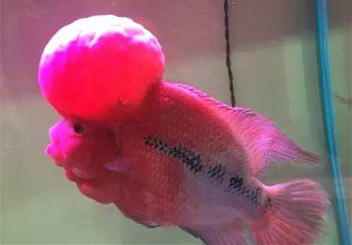 鱼友必知的鱼缸藻类防治秘籍,鱼友分享鱼病大全