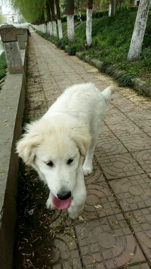 养的金毛越来越瘦,养的金毛七岁了