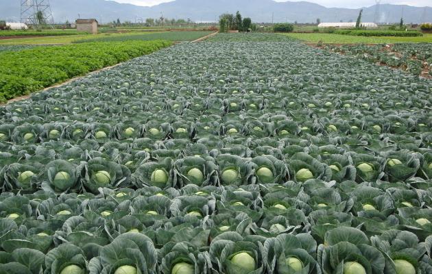 蔬菜种植没销路怎么办,蔬菜种植过程中资金不够该怎么办