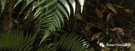 狼尾蕨造景方法,狼尾蕨的森林造景