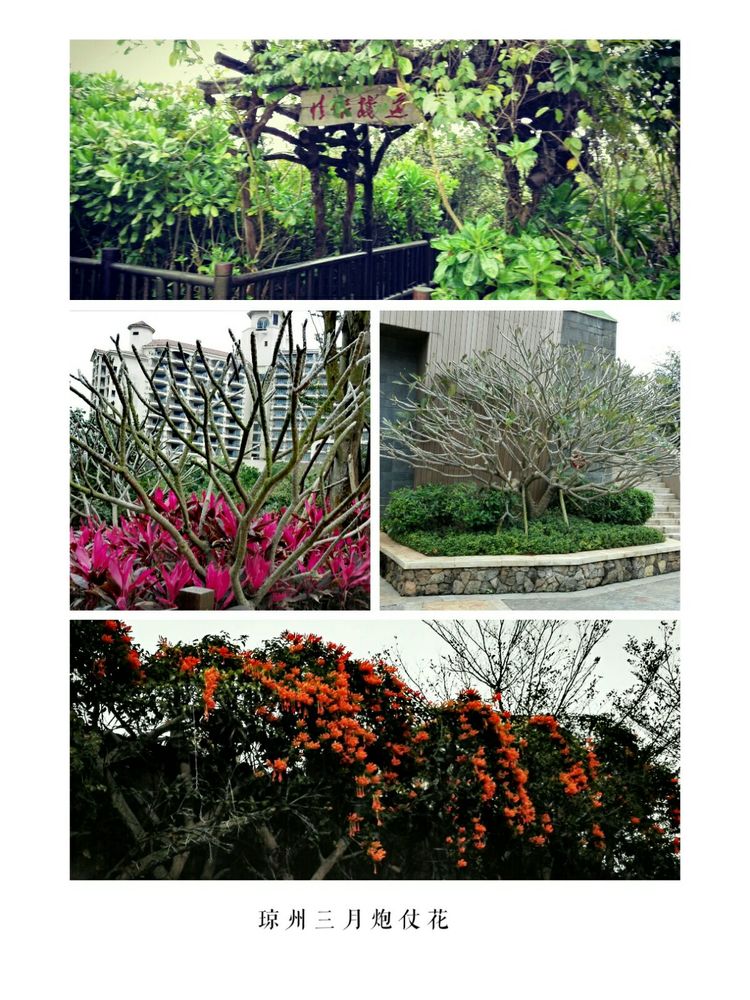 海南之旅感悟,海南行的点滴回忆