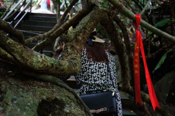 呀诺达热带雨林公园票价,呀诺达热带雨林景区官网