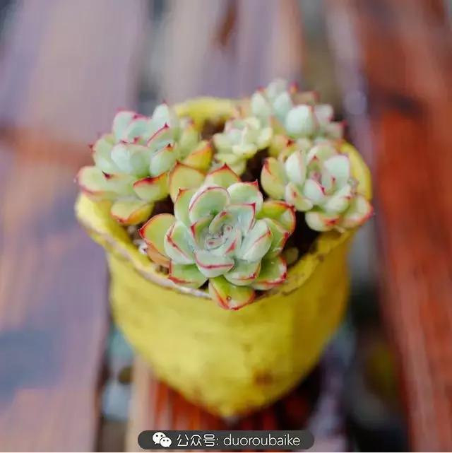 春雨多肉精品,包邮区的多肉