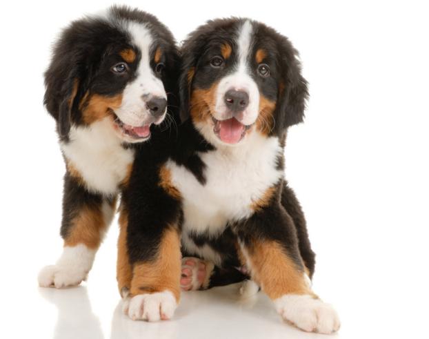 一九九四年属狗人的终身运程,狗人在2024年全年运程