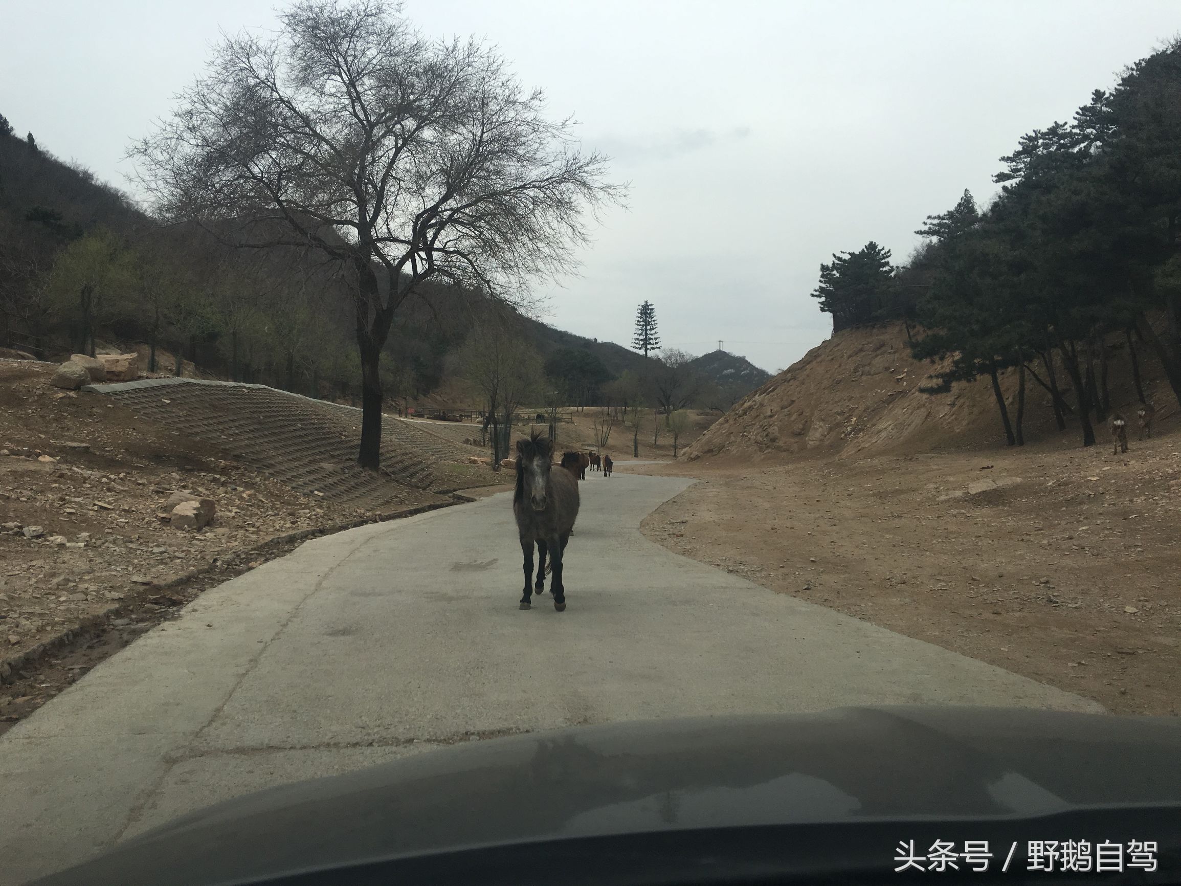 八达岭野生动物园野兽区,八达岭动物园自驾攻略大全