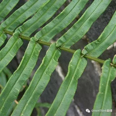 狼尾蕨造景方法,狼尾蕨的森林造景