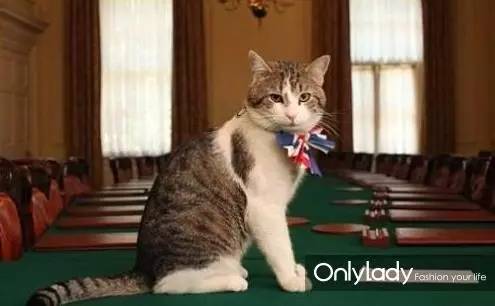 私人飞机？名牌包包？明星合影？这些宠物竟然这么大牌！