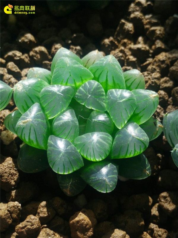 一个脚气患者的真实故事,关于癣有趣的故事