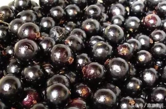 珍稀果种嘉宝果,珍稀福冈嘉宝果