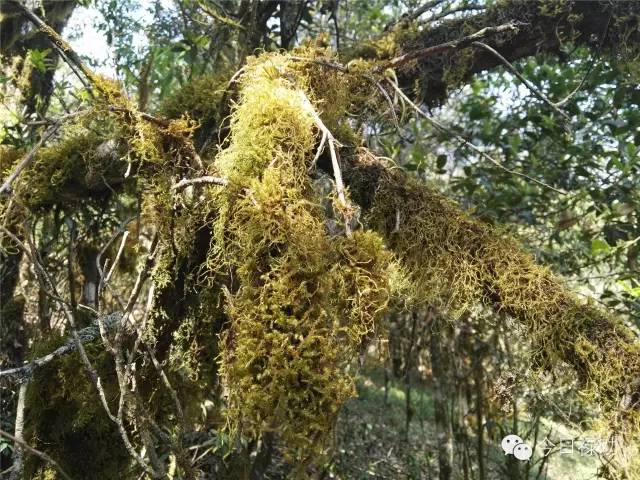 禄劝九龙石牛山原始森林,云南禄劝县团街镇卓干山原始森林