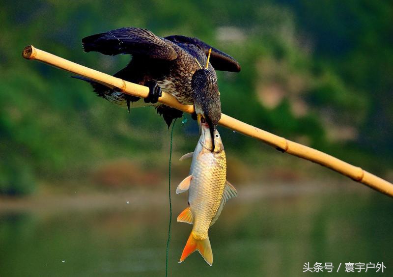 靠着千年传承的鸬鹚捕鱼，他们登上了央视的大屏幕！（附视频）