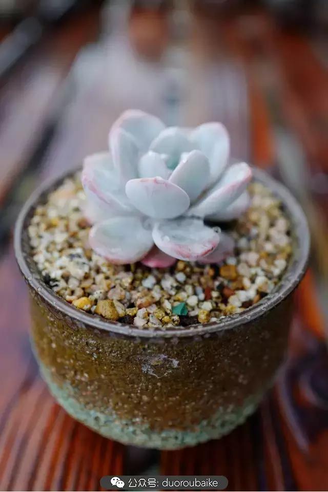 春雨多肉精品,包邮区的多肉