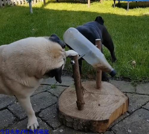 巴哥犬自己做狗粮,自制宠物喂狗神器