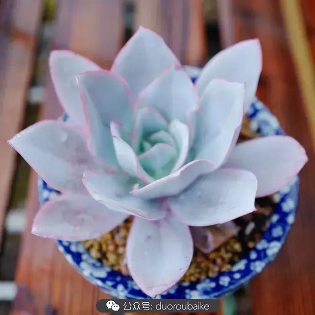 春雨多肉精品,包邮区的多肉