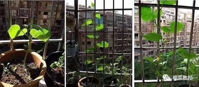 阳台盆栽黄瓜的种植方法,阳台种植黄瓜用什么肥料最好