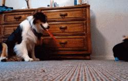 边牧这么聪明为什么很少人养,边牧太胆小了什么都教不会