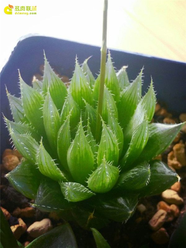 一个脚气患者的真实故事,关于癣有趣的故事