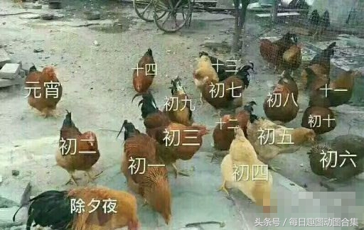 超经典肚皮舞,正宗肚皮舞欣赏