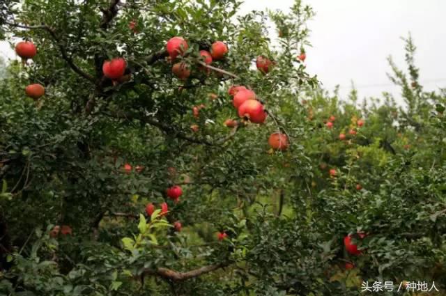 高产突尼斯石榴苗,石榴高产栽培技术要点