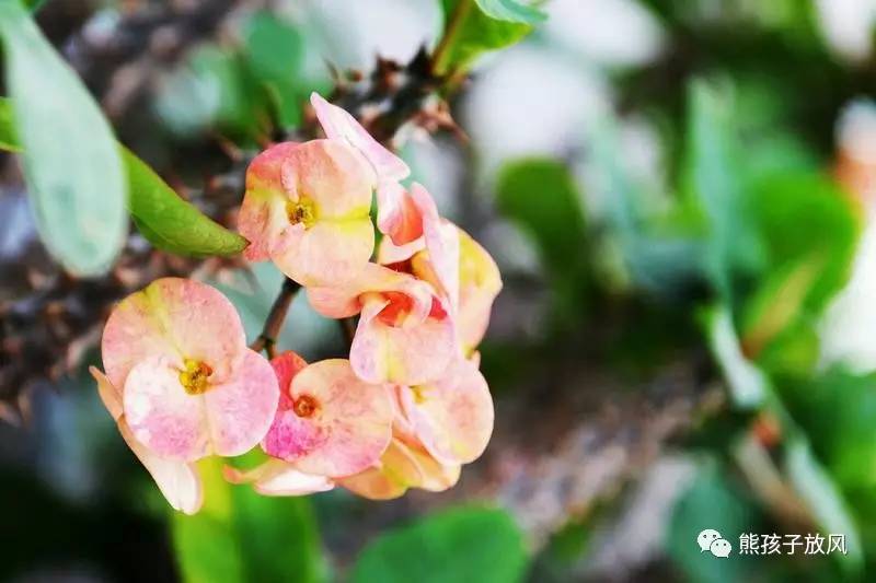 带孩子去新加坡游玩三天攻略 (带娃新加坡旅游攻略)