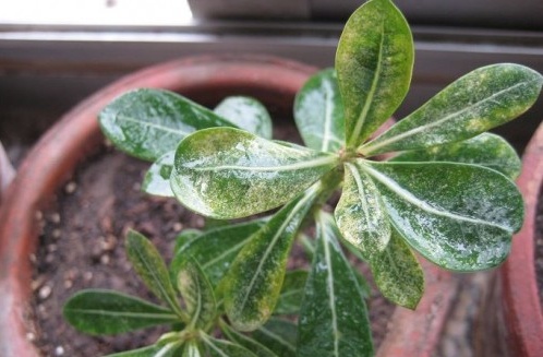 多肉植物如何防治病害,多肉植物病害处理视频