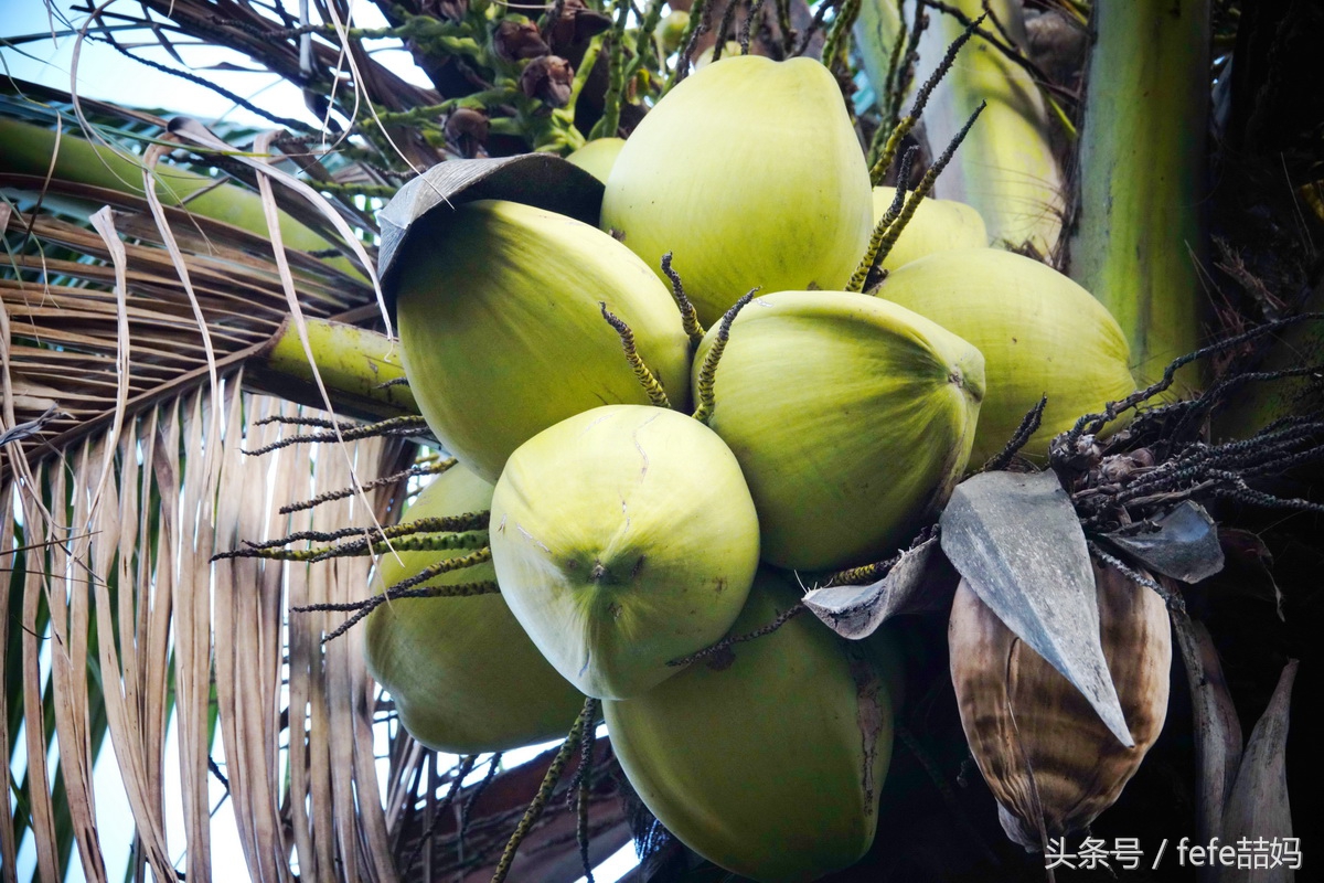 海口旅游高端度假酒店攻略,五一度假推荐海口附近