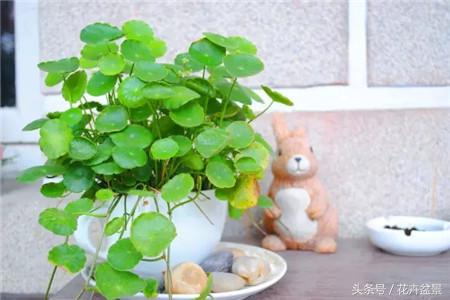 烂根花卉怎么处理,最容易烂根的3种花卉