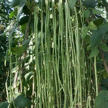 高级农艺师付永,付永农作物病害识别