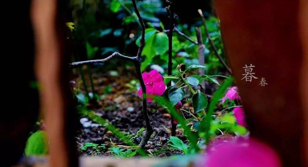 春季繁花盛开诗词,诗词鉴赏品读好诗词