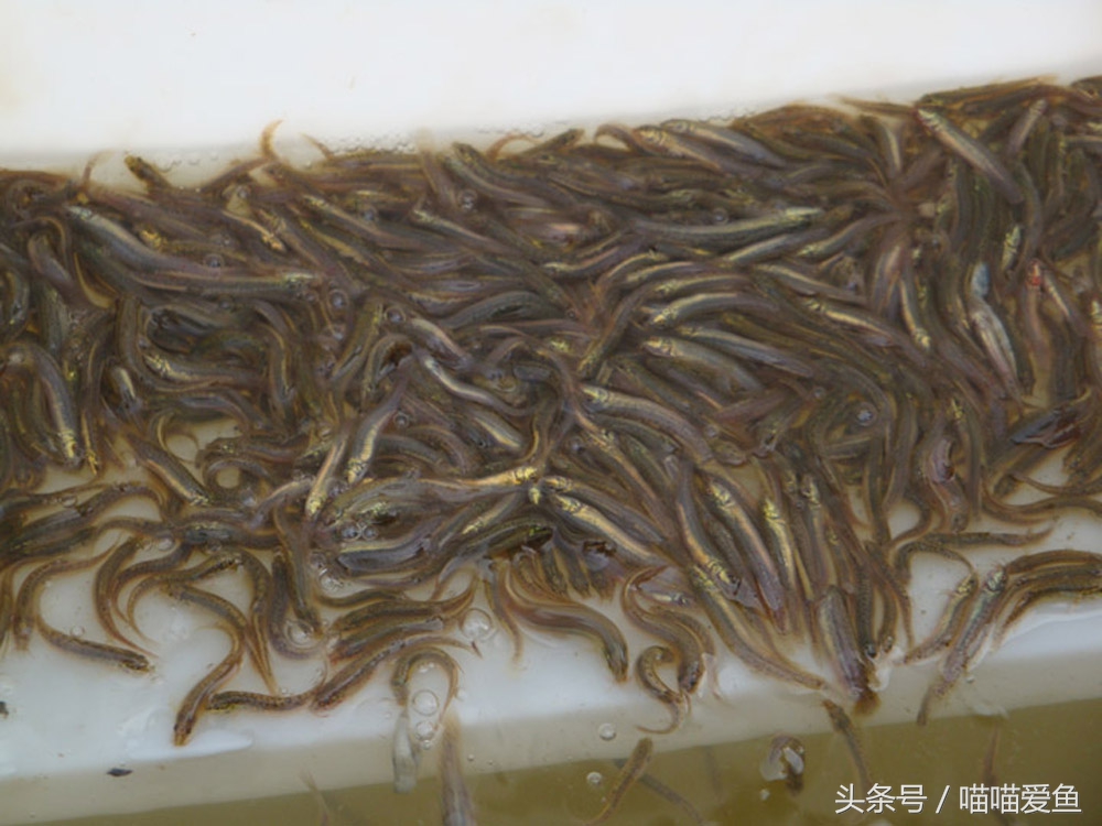 全套泥鳅养殖技术交流,泥鳅养殖最便宜的方法