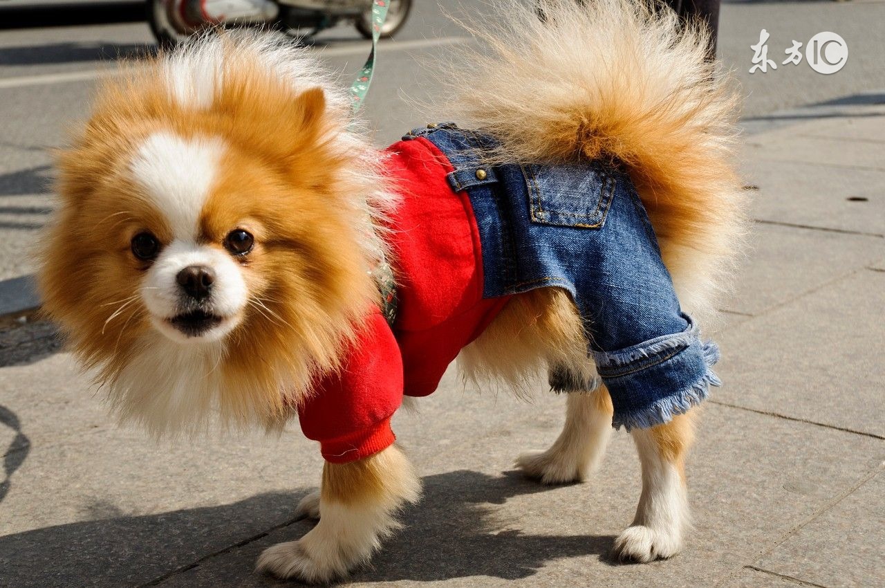 生肖狗的人怎么挡烂桃花,生肖狗桃花星