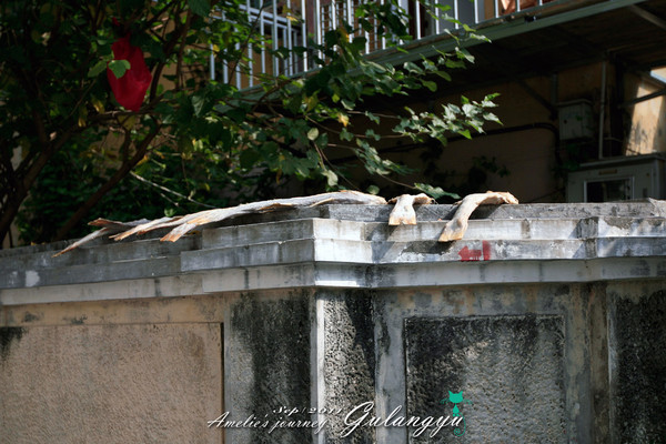 鼓浪屿旅行攻略玩乐攻略,鼓浪屿旅行攻略大全最新