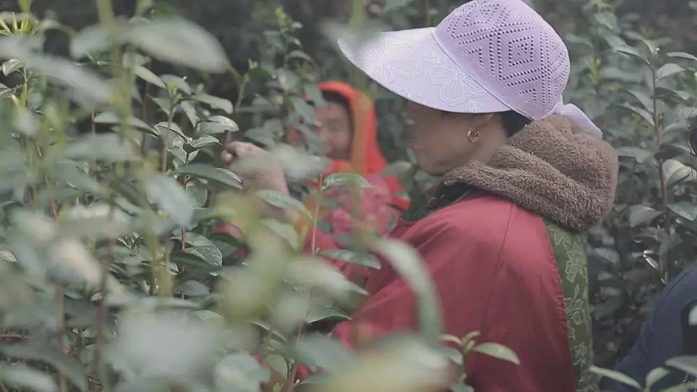 云南碧螺春和苏州碧螺春的区别,苏州哪里可以买到真正碧螺春