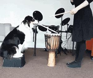 边牧这么聪明为什么很少人养,边牧太胆小了什么都教不会